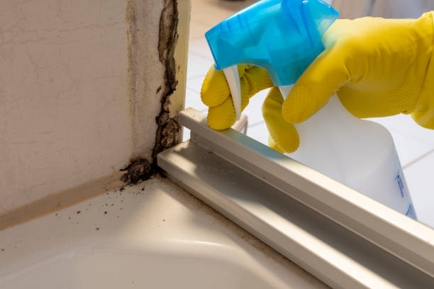 Professional Mold Removal in Moss Beach, CA
