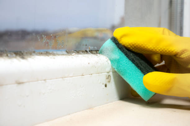 Best Commercial Mold Removal  in Moss Beach, CA