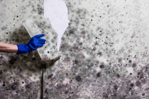 Best Mold Cleaning Services  in Moss Beach, CA